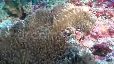 蟹在海葵中蒙面，在干净的海底海底寻找食物。